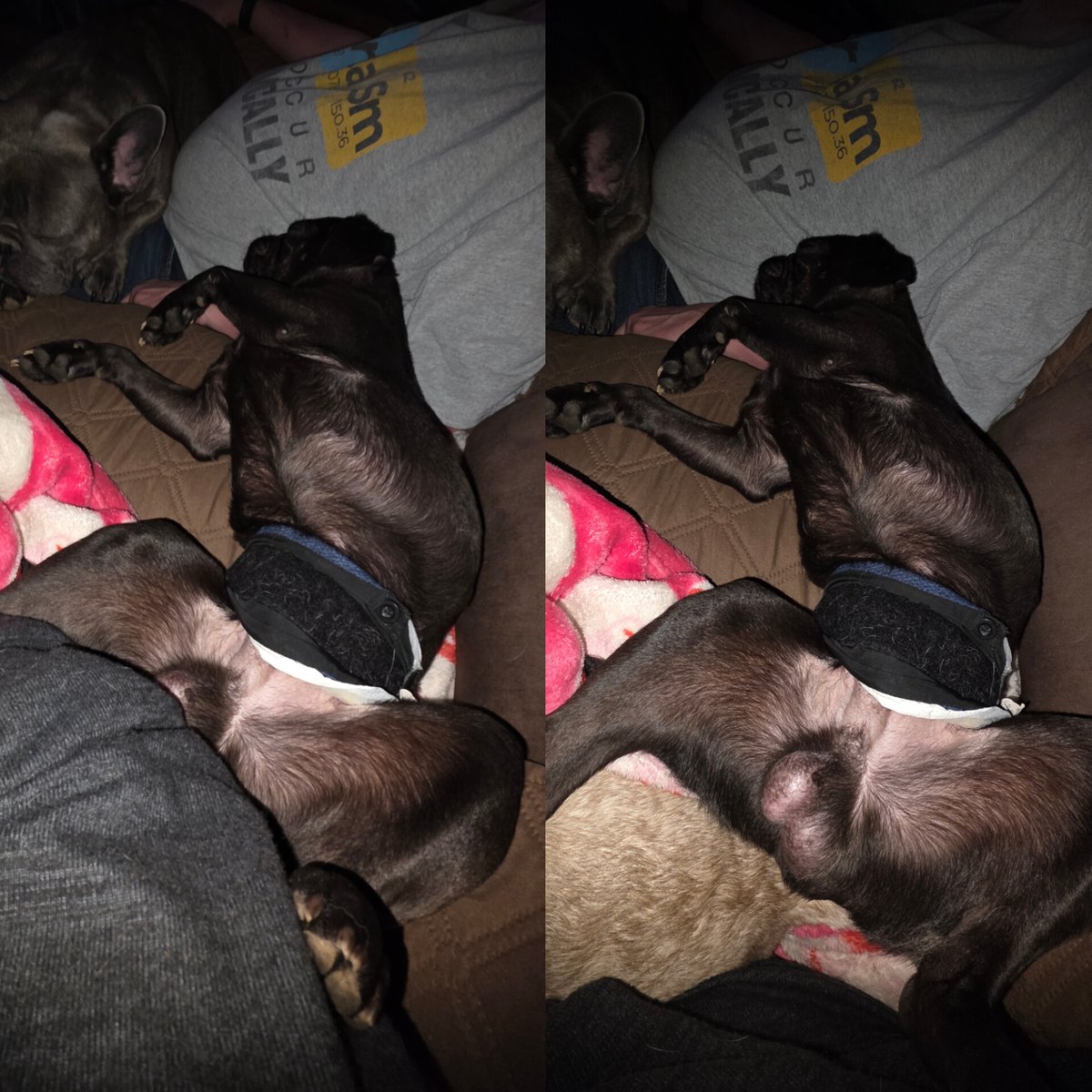 pugpartyplusone's tweet image. I have never met a dog more proud of his jewels than Vinny and WHY do they have to be touching me? UGH!
#pug #pugs #pugpartyplusone #VINNY