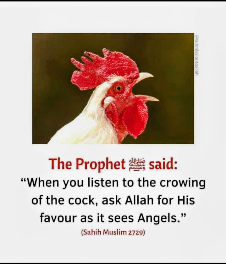 HassanJada_'s tweet image. The Prophet #Muhammad SAW Said: