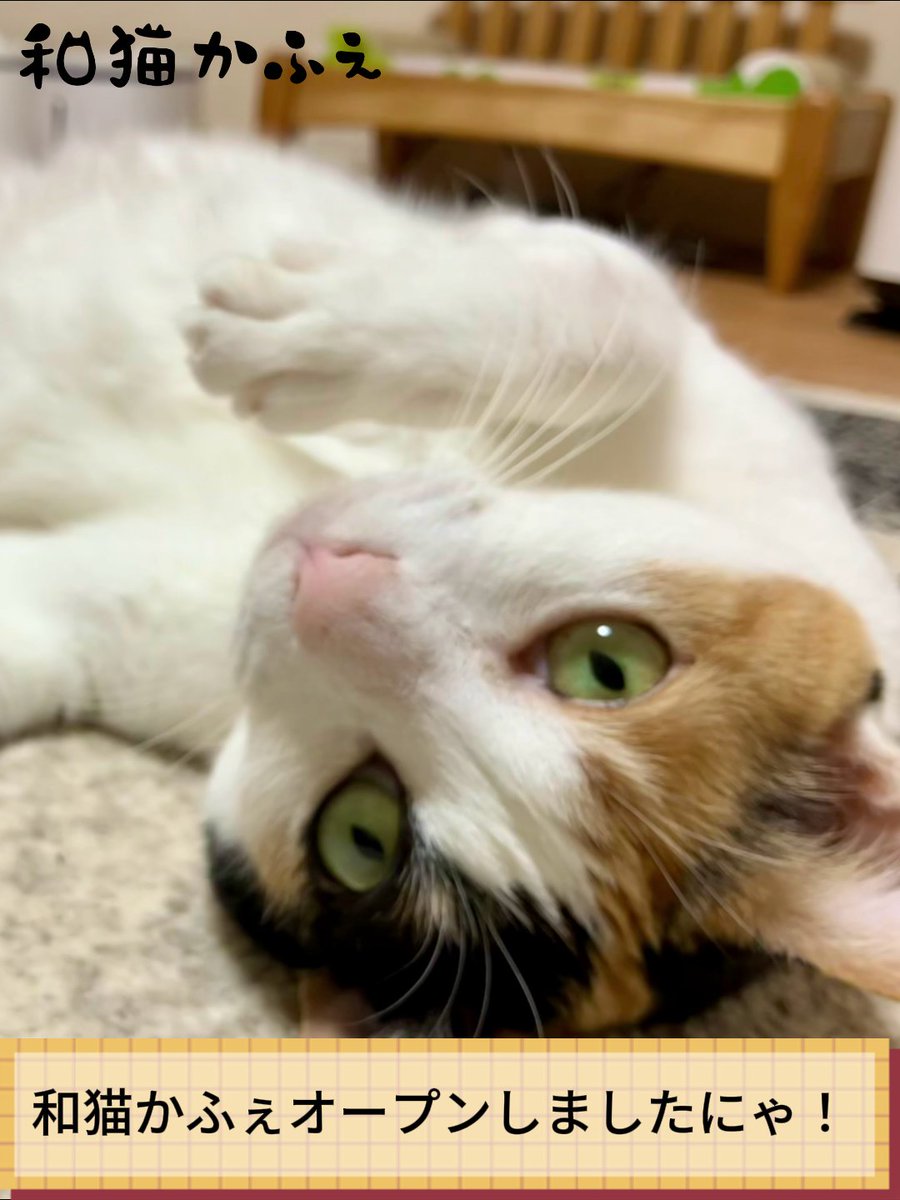 保護猫カフェ😺和猫かふぇ@横浜三ツ沢😸（完全予約制１名様でも貸切） tweet media