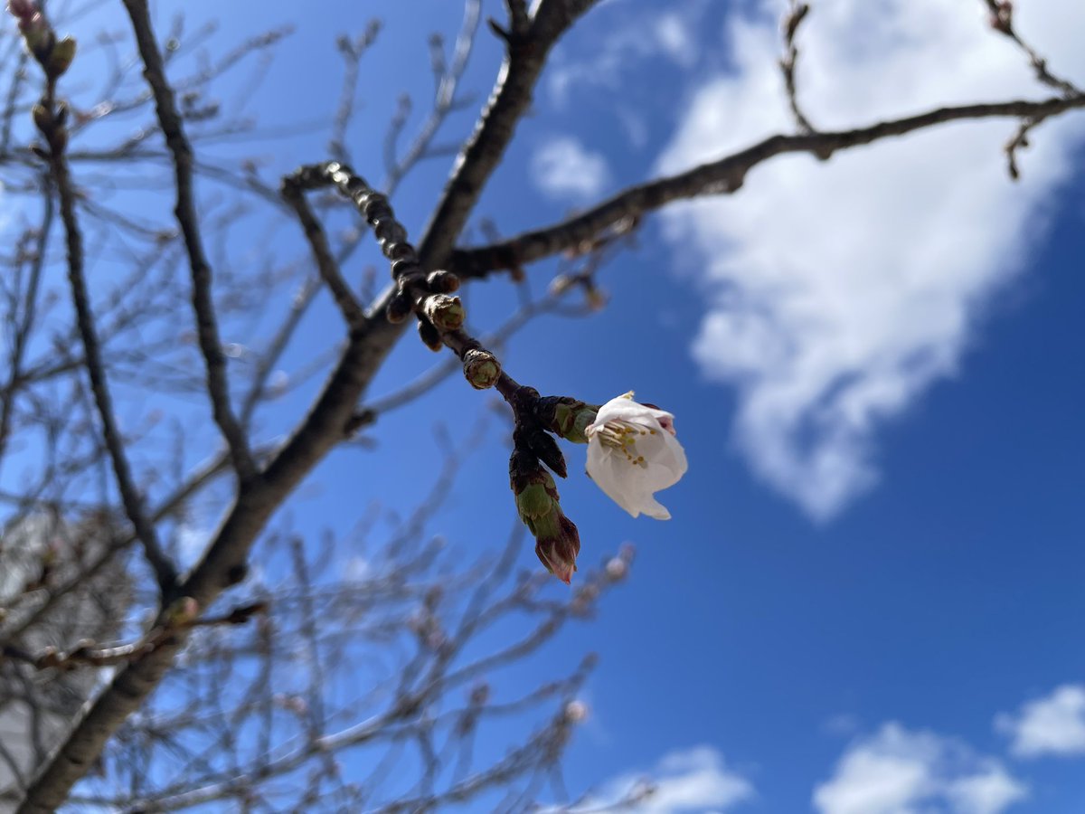 精神科薬剤師くわばらひでのり tweet media