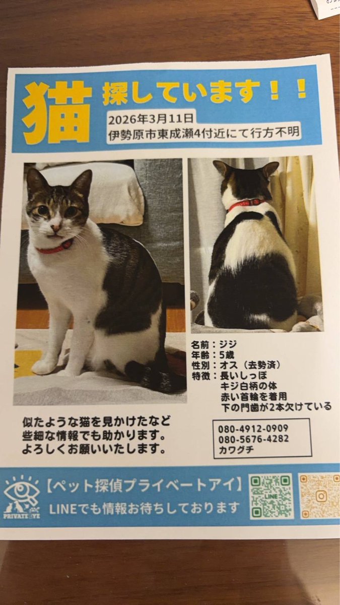 いせねこ(NPO法人 伊勢原どうぶつ愛護の会) (@isehara_cat) / Posts / X