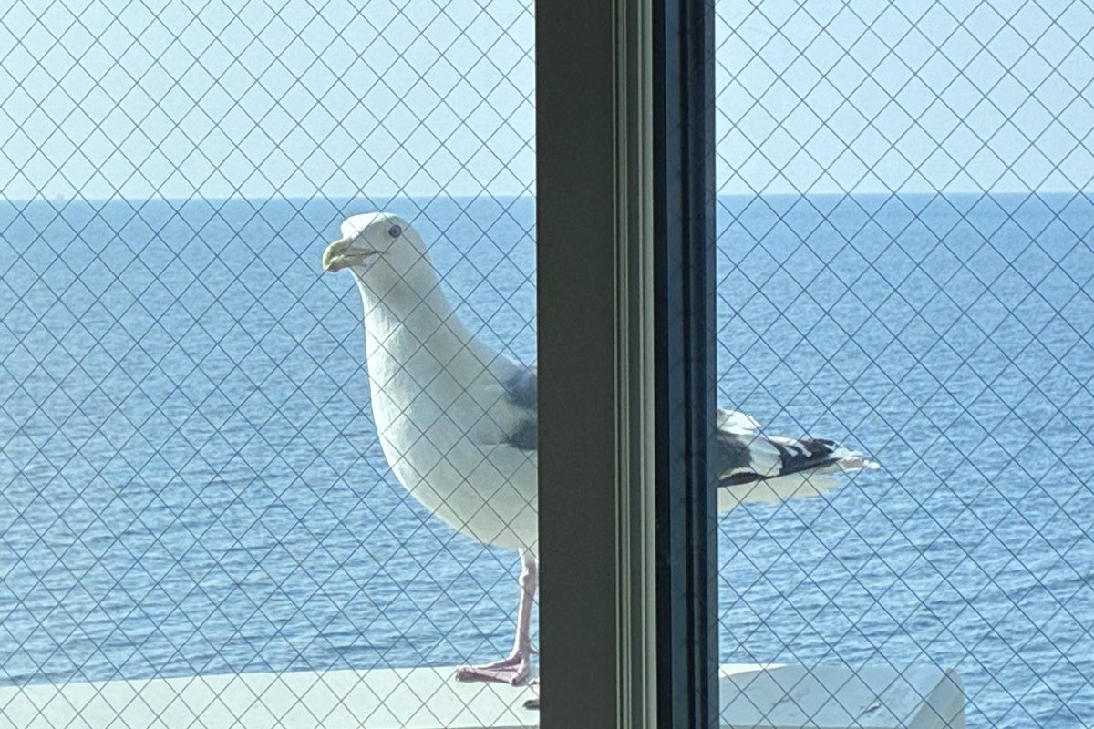 夏子 (Natsuko) tweet media