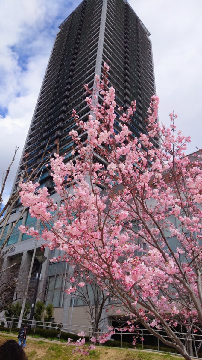 hayakawa1022mak's tweet photo. ご近所生田川公園、お花見され��いました🤗ソメイヨシノも開花🌸１週間後は満開ですね🤗
#企業公式つぶやき部 
#お花見 
#新神戸駅 
#生田川公園 https://t.co/l3RNrc0GYR