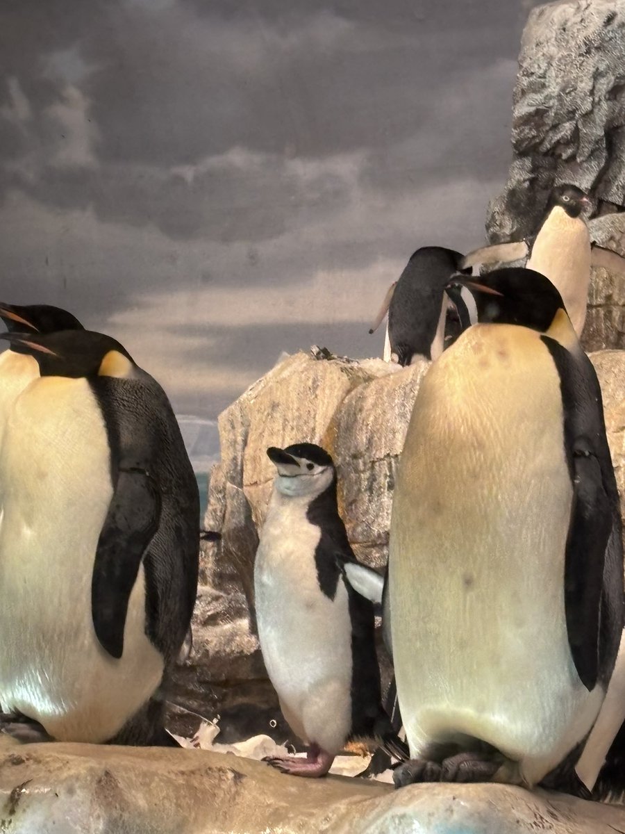 姫りんご tweet media