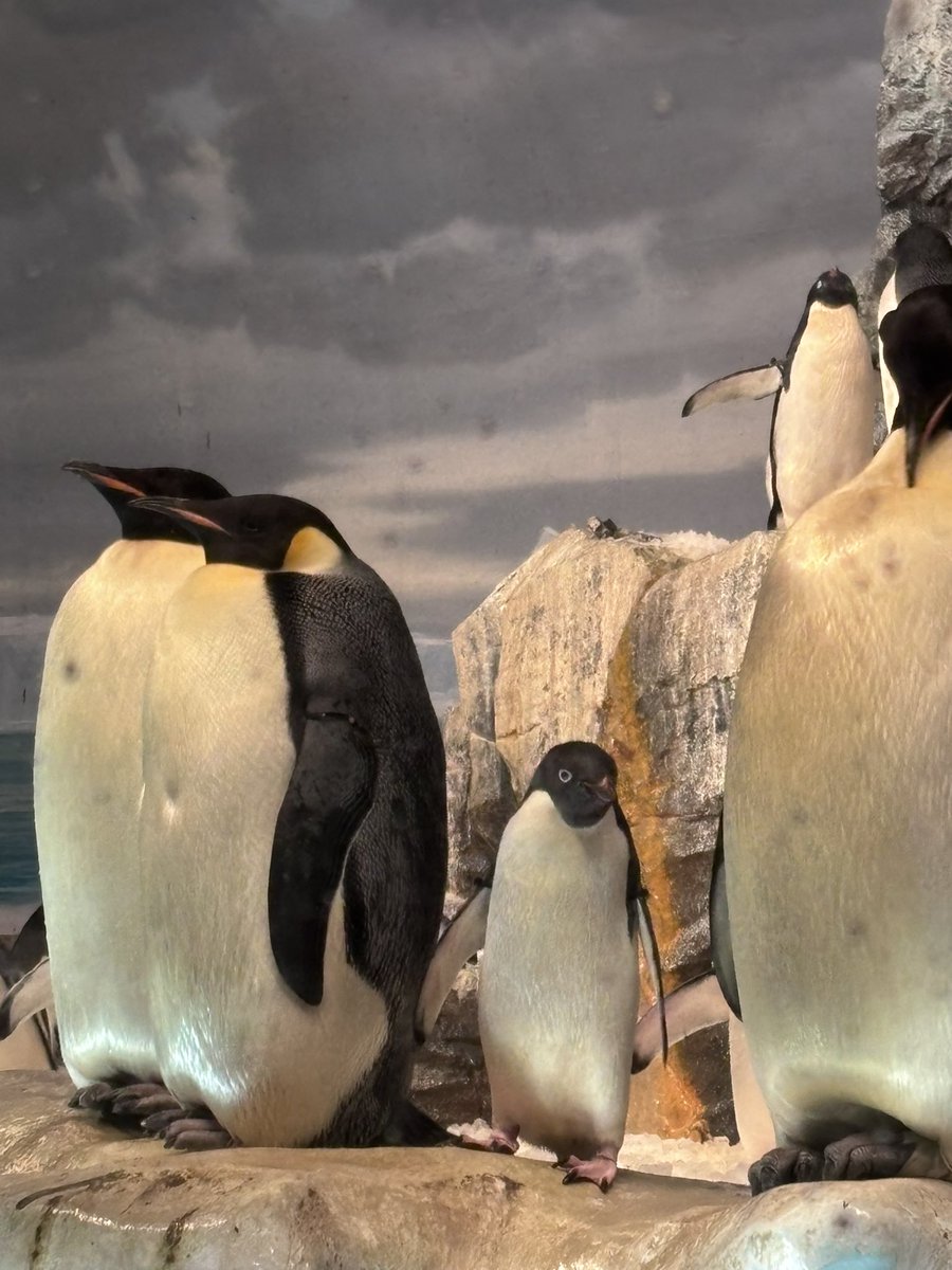 姫りんご tweet media