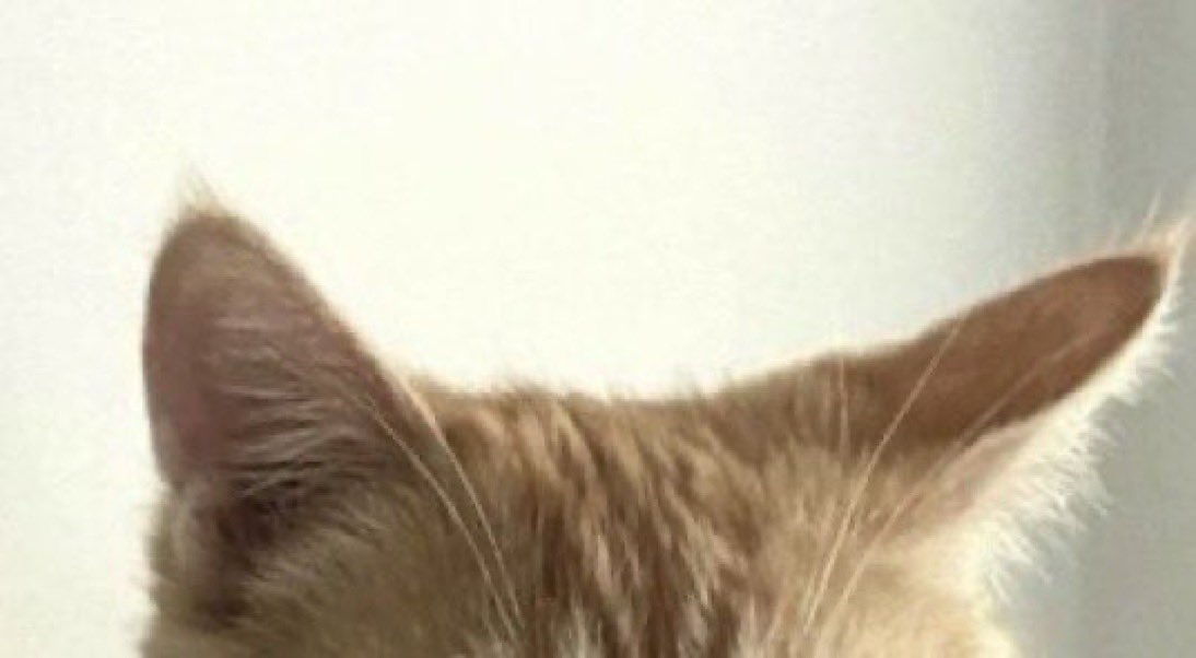 호호의일탈 tweet media