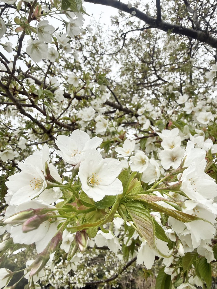 江川 清音 キャスター＆広報（防災士） tweet media