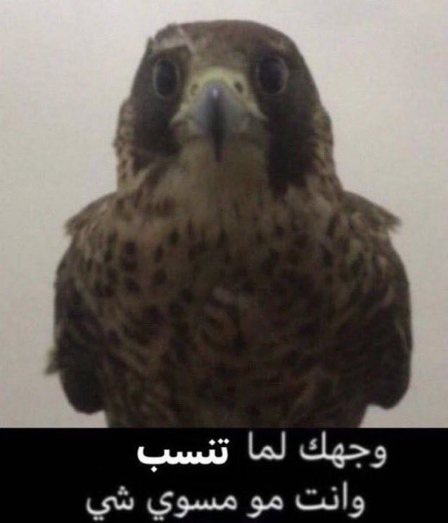 هاني tweet media