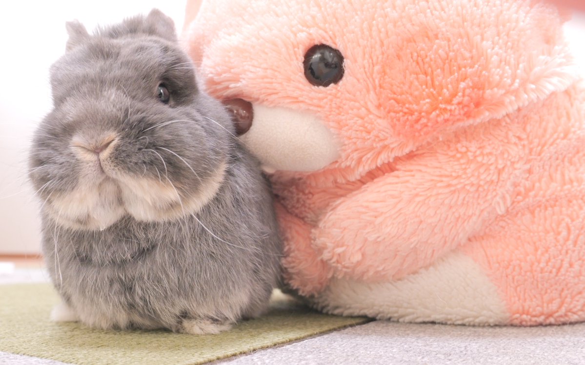 うさぎの麦ちゃんねる tweet media