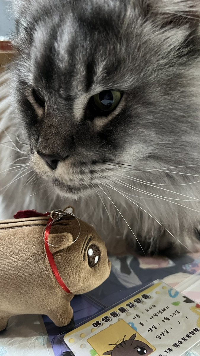 Yu Kashima tweet media