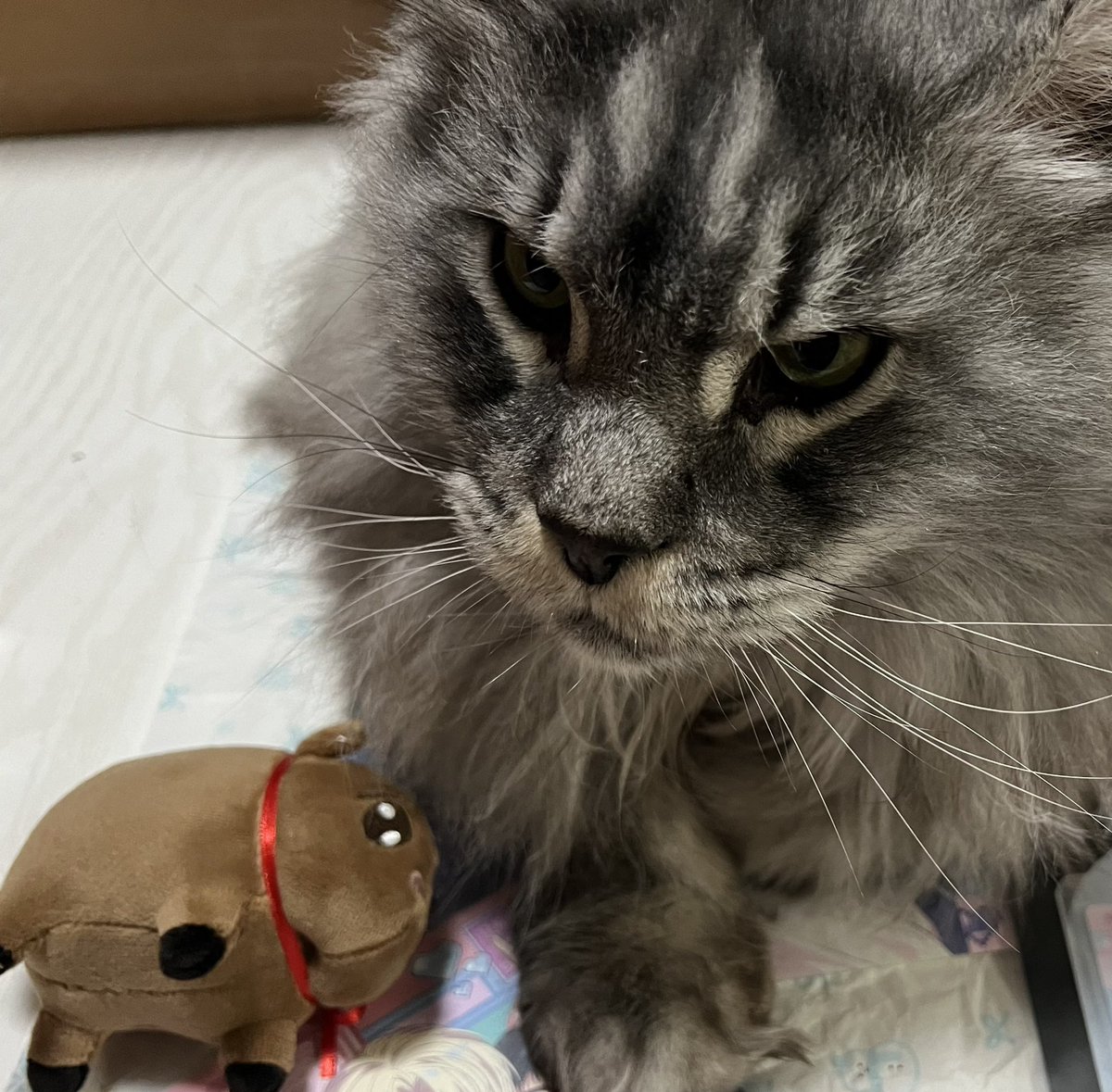 Yu Kashima tweet media