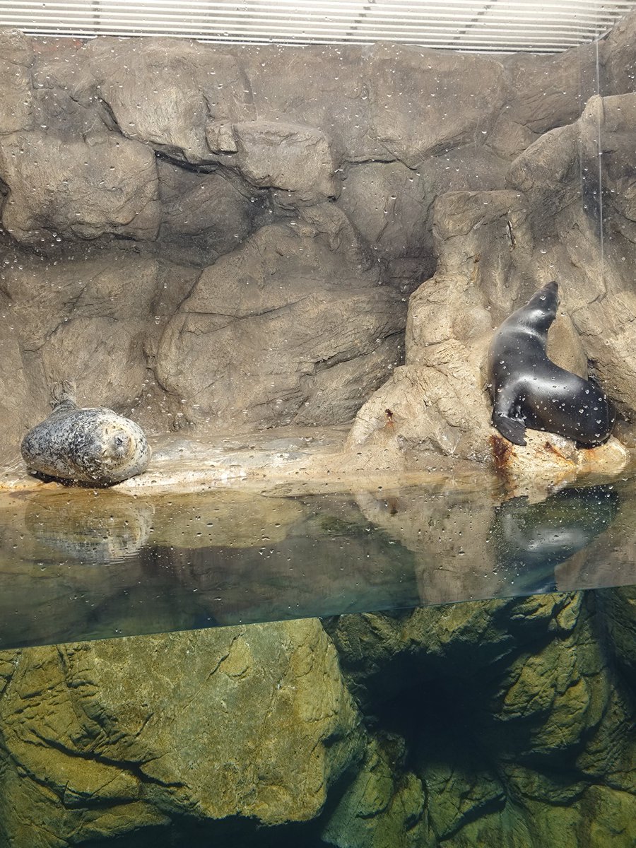 しゃけほいほい tweet media