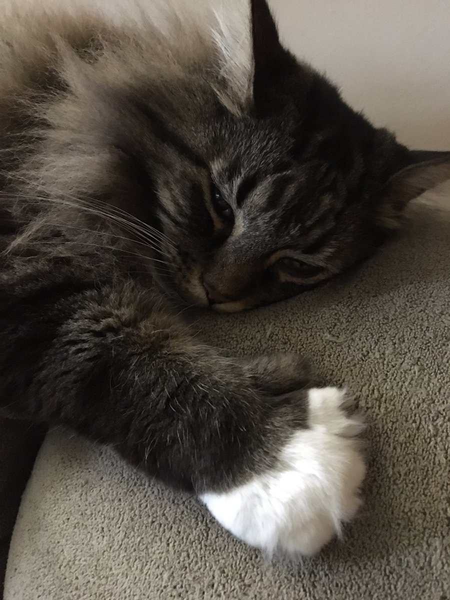 taylor-appears missing tweet media