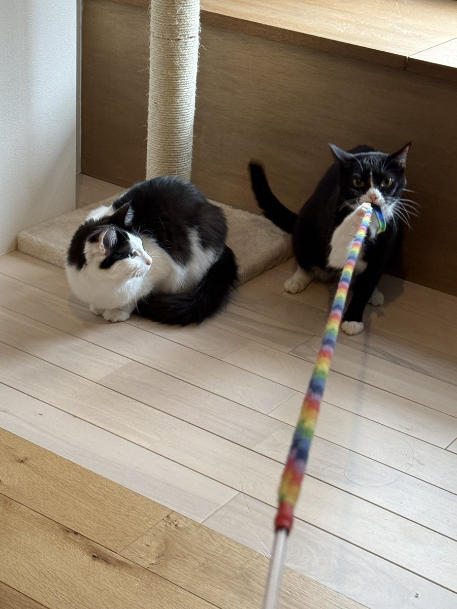 アンとミシェル Anne & Michelle tweet media