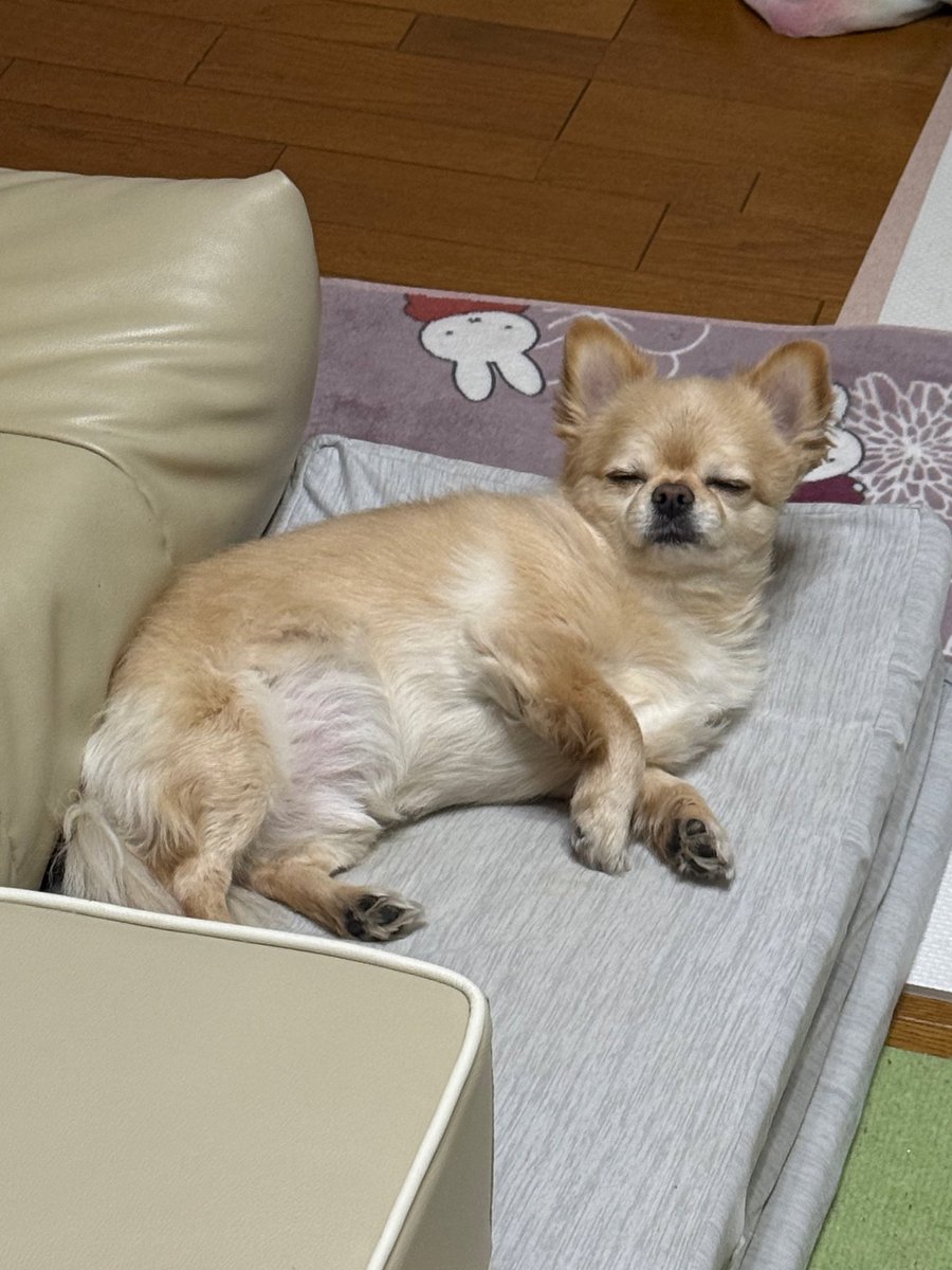 てん（６） tweet media