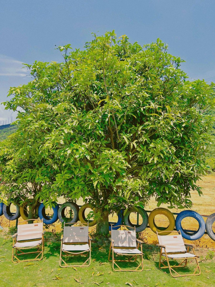 Omar Castillo tweet media