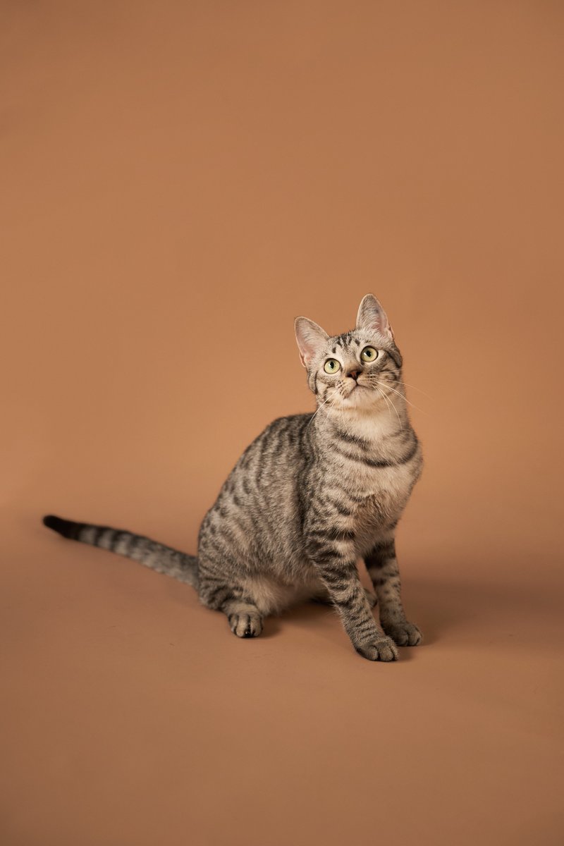 Soi Dog Adoptions tweet media