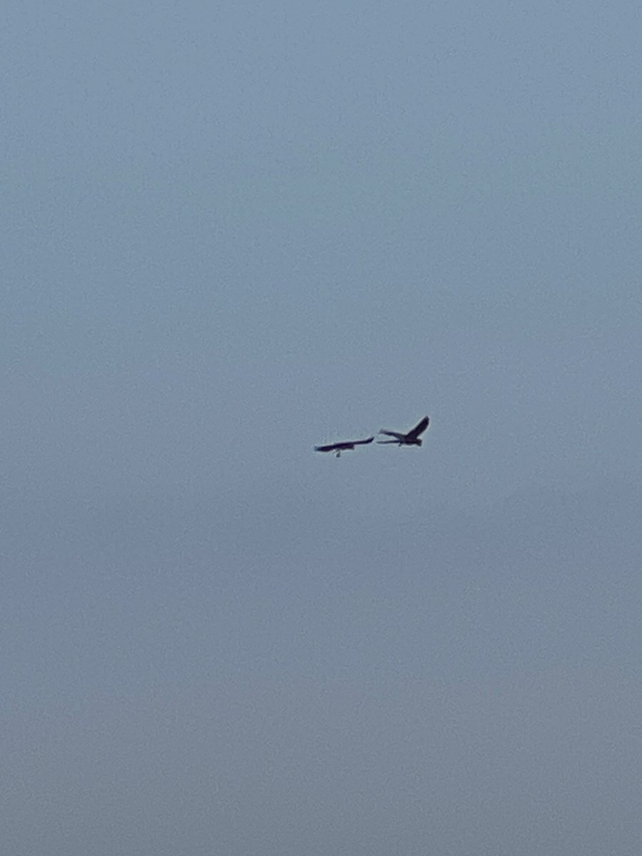iyennie0802's tweet photo. i just two(2) parrots flying one is red and th other is blue maybe their minchan in the bird universe #positivecorrelation https://t.co/9b3l5AiZ3B