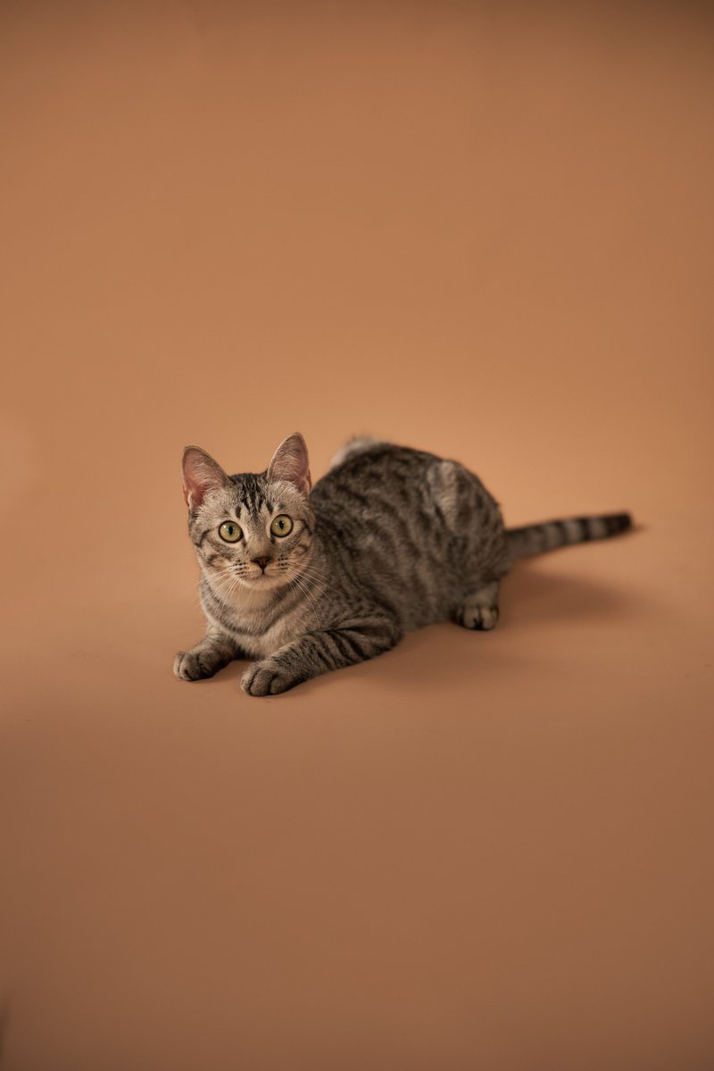 Soi Dog Adoptions tweet media