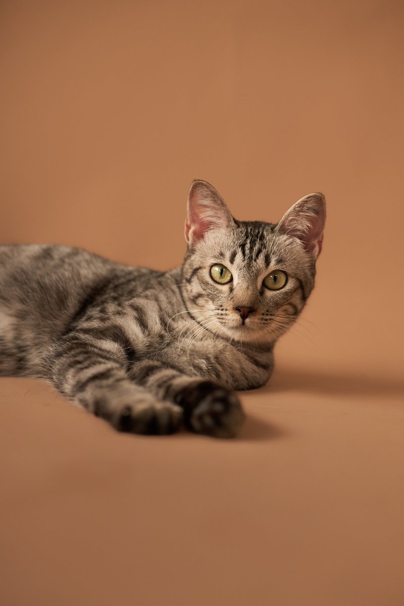 Soi Dog Adoptions tweet media