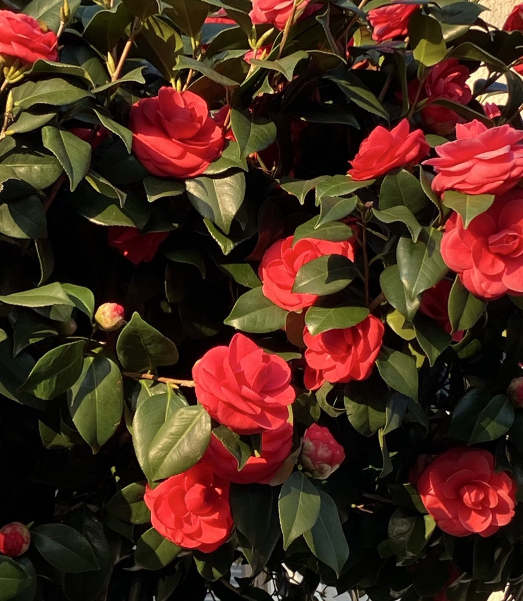 まぁ ฅ tweet media