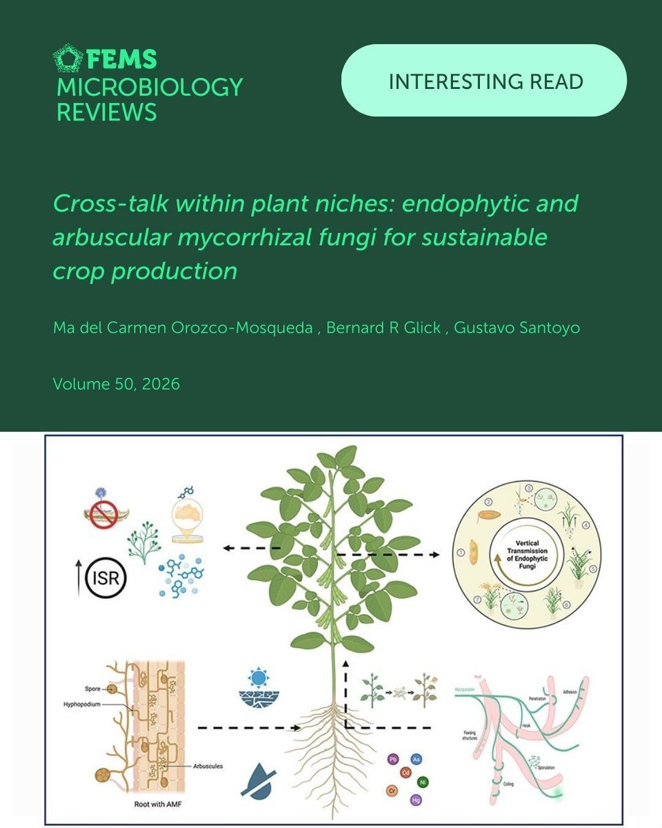 Plants are powered by an entire hidden microbiome. Orozco-Mosqueda et al. reviewed how beneficial endophytic and arbuscular mycorrhizal fungi support plant growth and could play a key role in sustainable agriculture under climate change. #FEMSMicrobiolRev
buff.ly/ybGWIAk