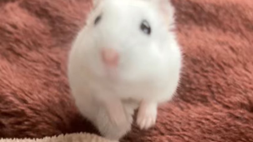 宮崎ハムオ tweet media