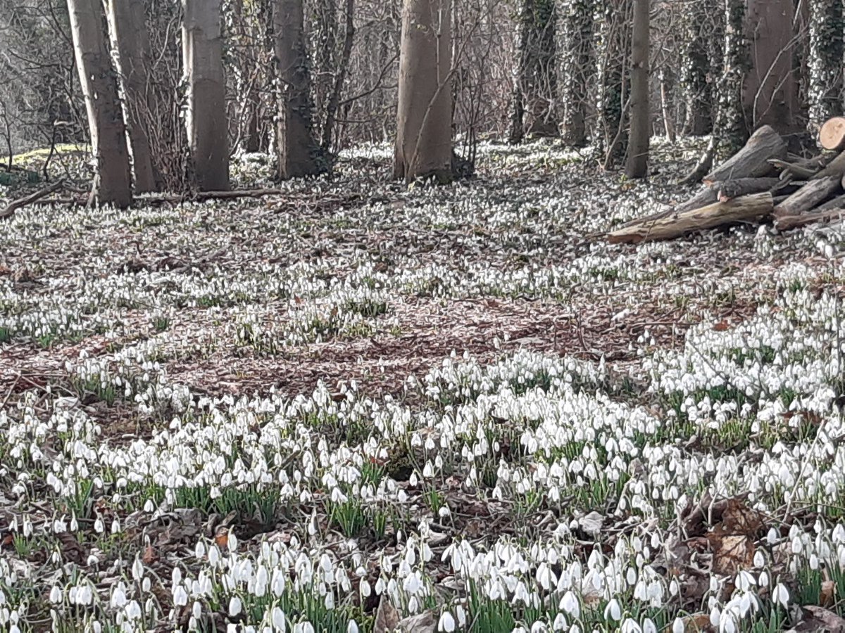lingosia's tweet image. A snowdrops #scale. Masses of snowdrops in Walsingham Abbey in Norfolk, looking like a blanket of snow around 18 acres of woodland. @pmj_photos #PMJWeeklyChallenge