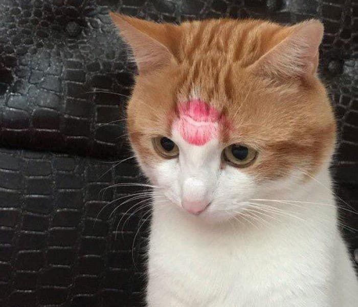 준버드 tweet media