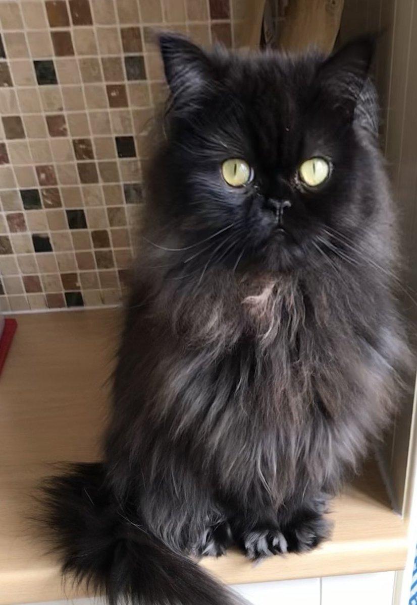 Doris McFloofle tweet media