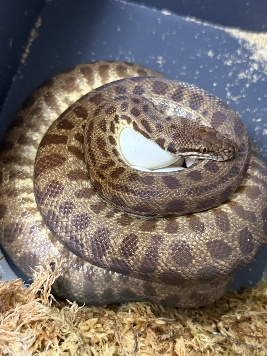 りょう tweet media