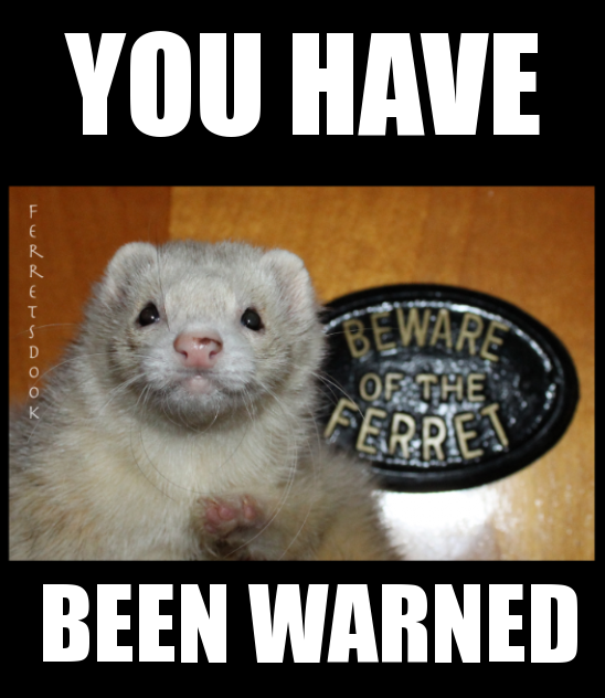 Ferret Every Hour tweet media