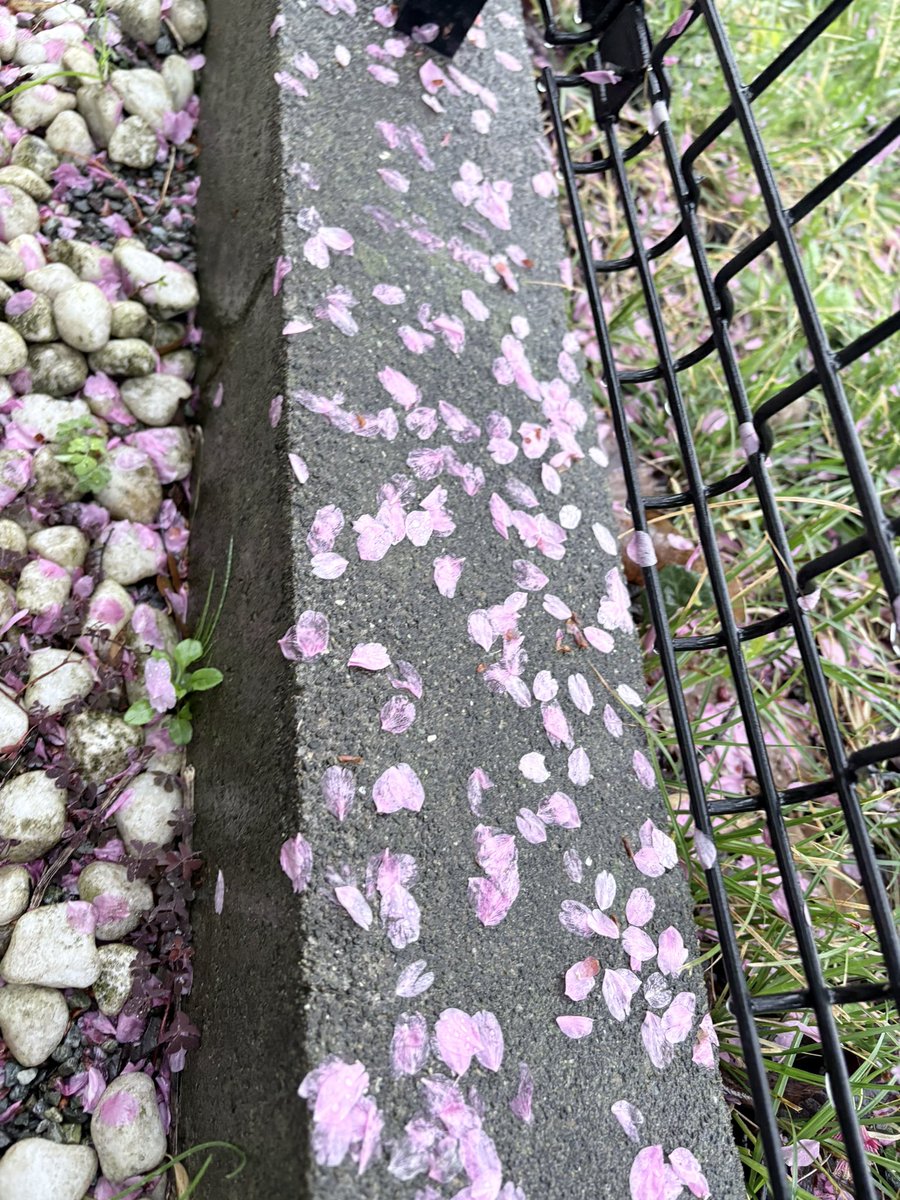 PIN🍑熱く桃活 tweet media