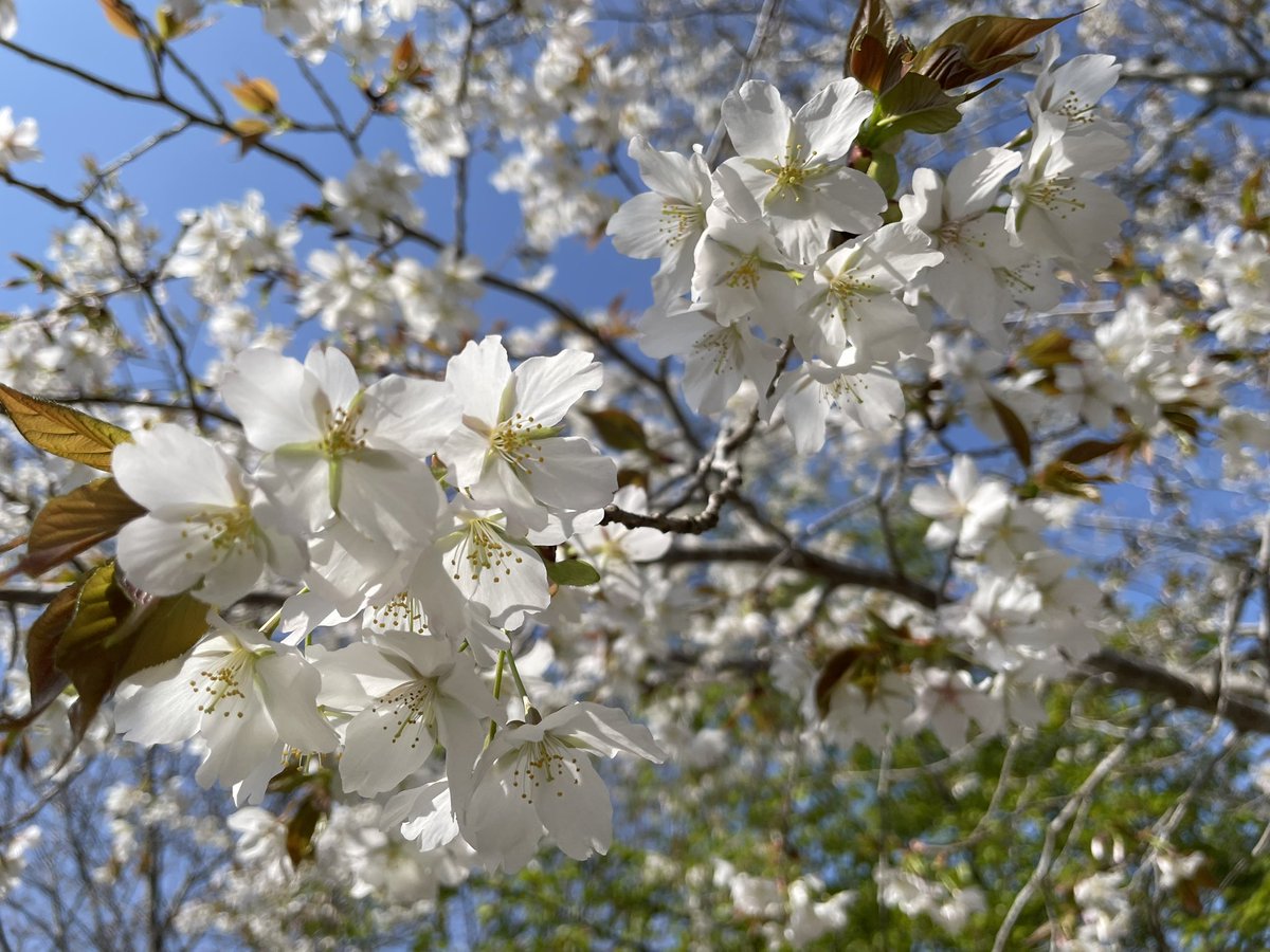 ゆかたす🌹 tweet media