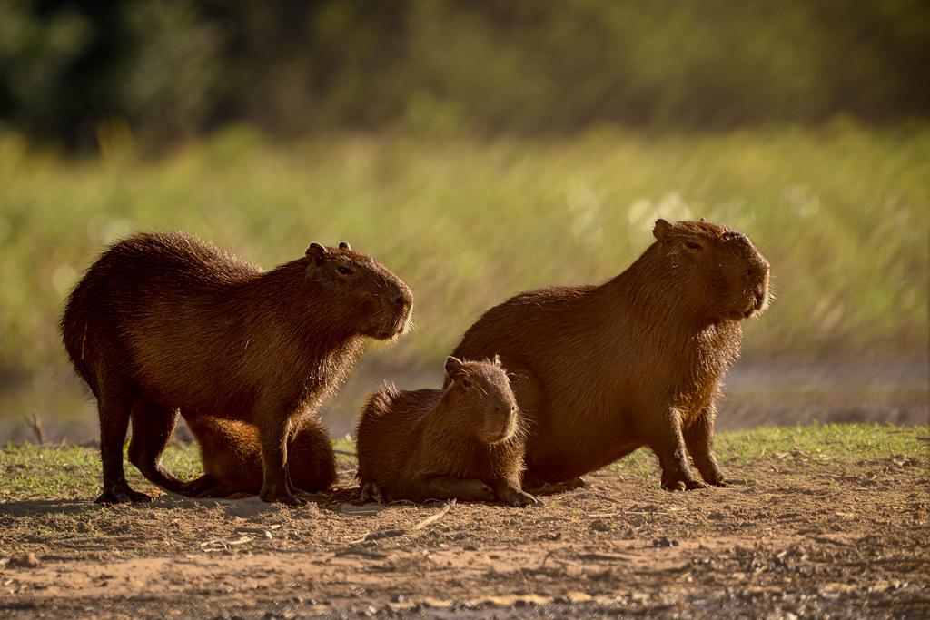 CapybaraHourly's tweet photo. https://t.co/ZLNnakLU2R