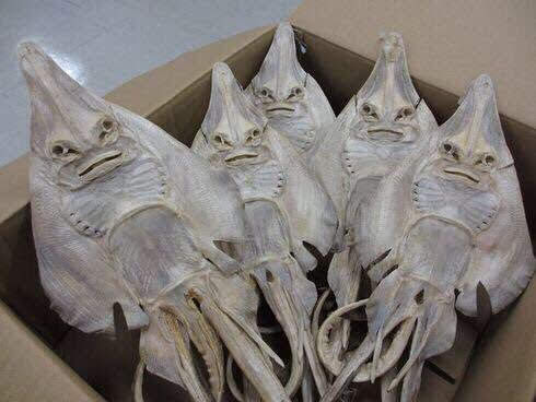 丸順みかん🍊 tweet media