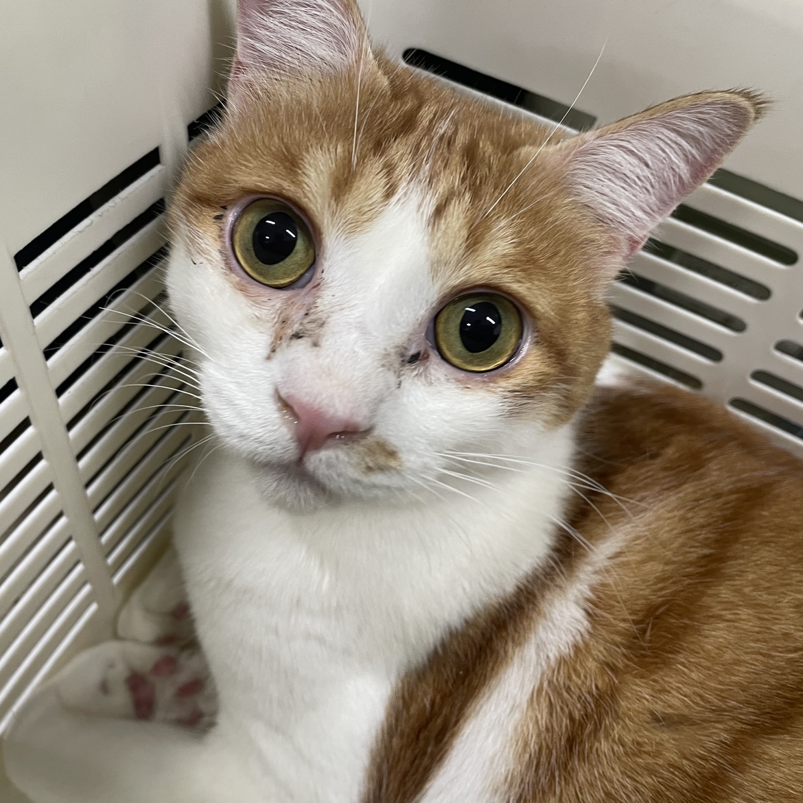 犬と猫のためのライフボート tweet media