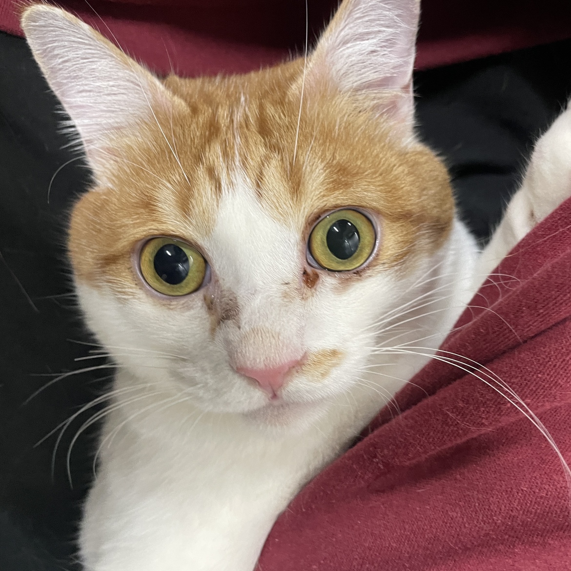 犬と猫のためのライフボート tweet media