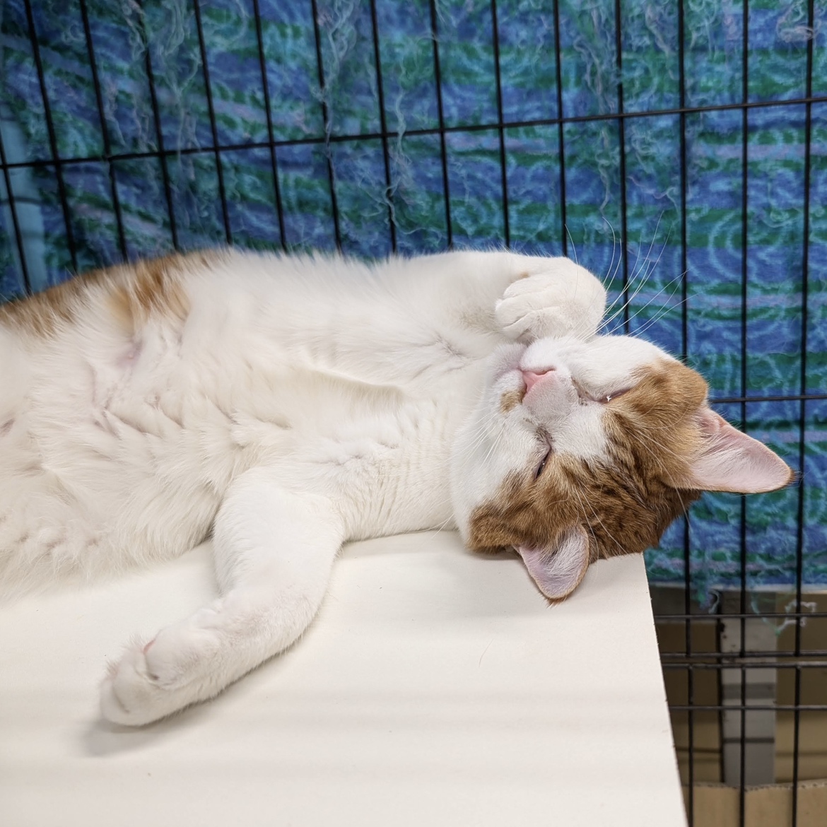 犬と猫のためのライフボート tweet media