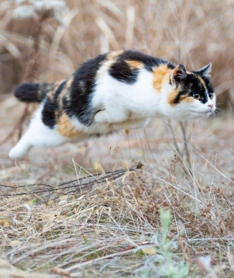 🇨🇿 Nosey George - Naštvaný 😾 tweet media