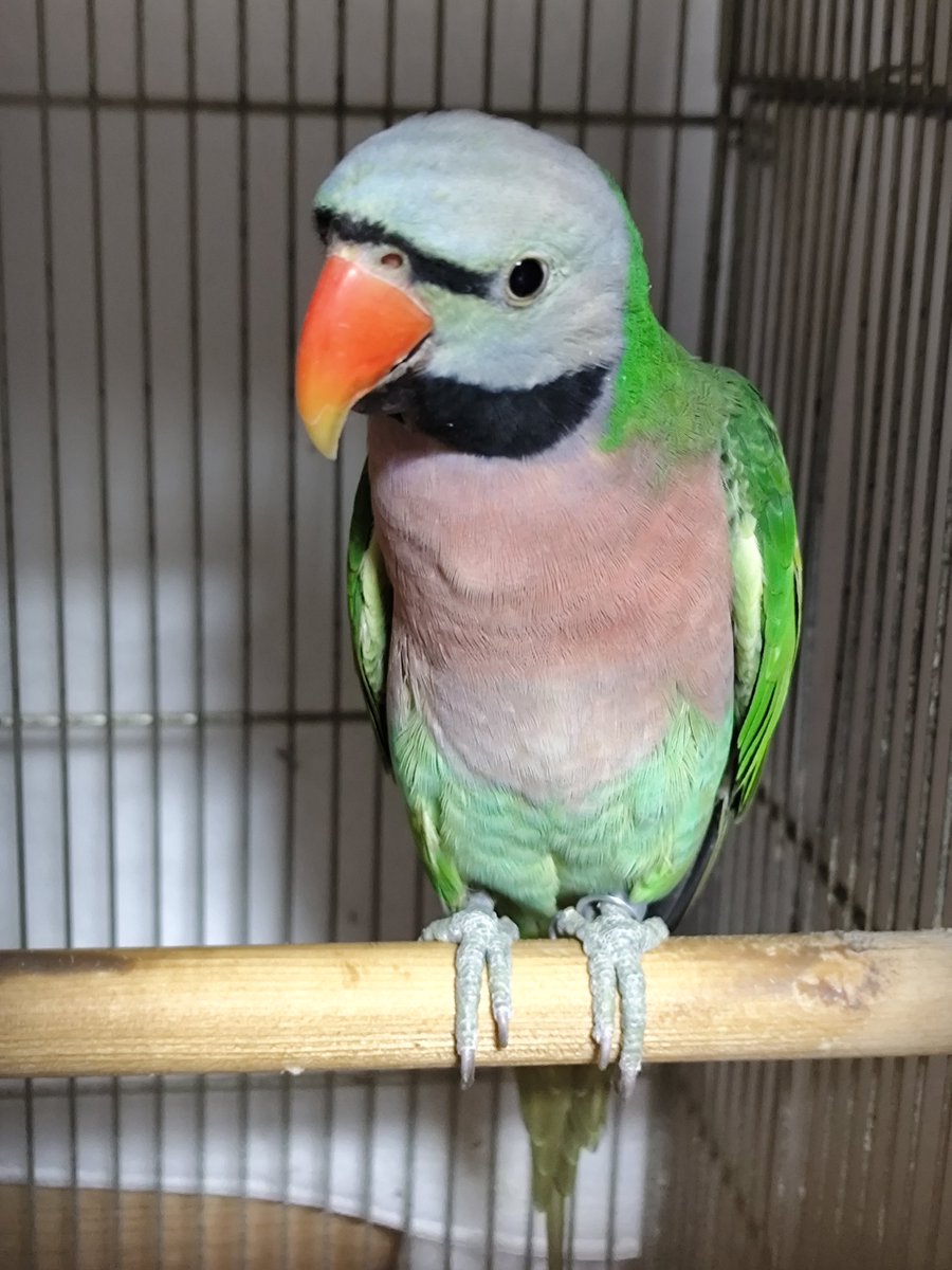 ヴィルキス ヴイツツ🇺🇦 tweet media