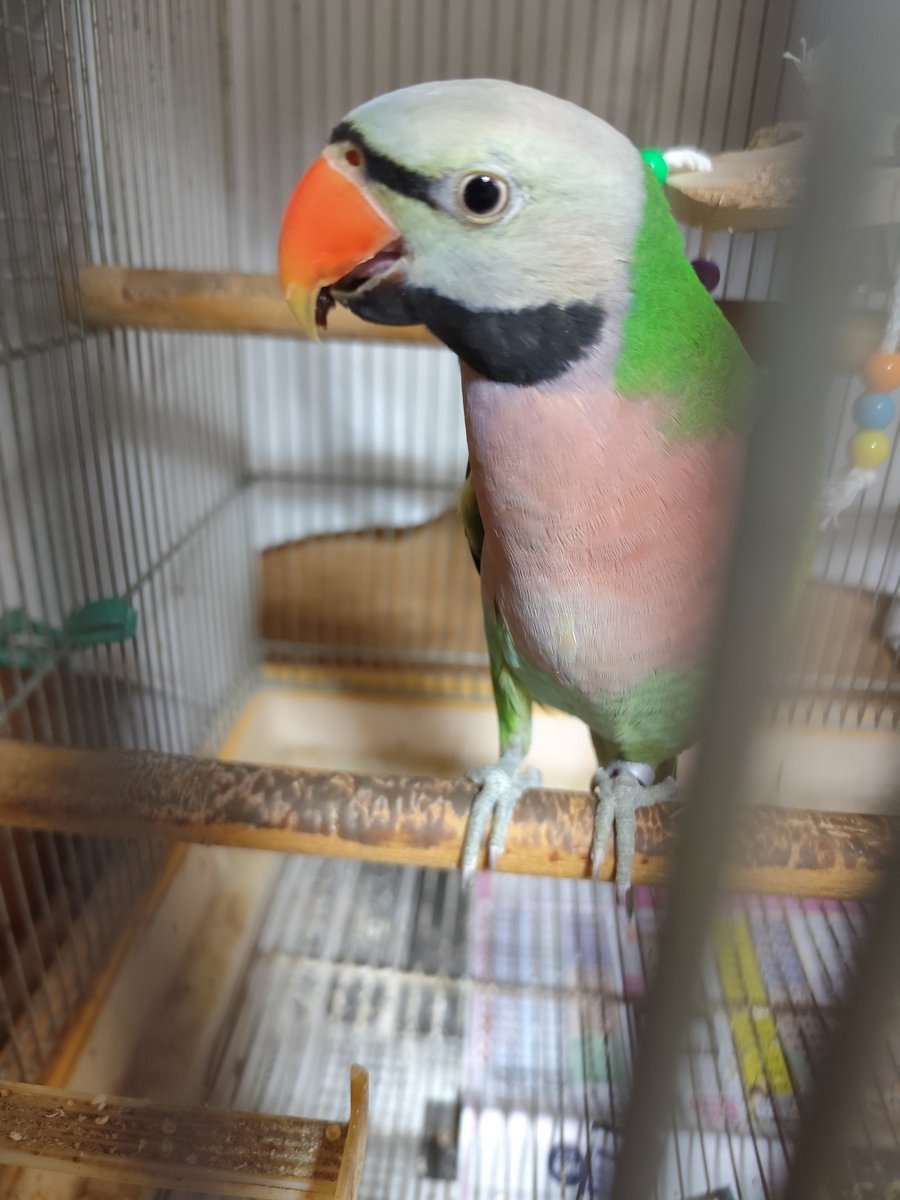 ヴィルキス ヴイツツ🇺🇦 tweet media