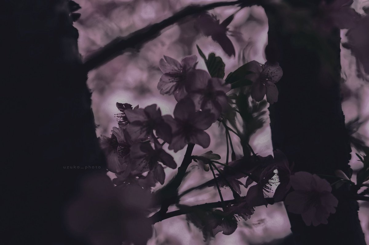 うずこ/𝚄𝚣𝚞𝚔𝚘 tweet media