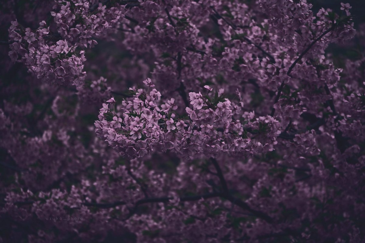 うずこ/𝚄𝚣𝚞𝚔𝚘 tweet media