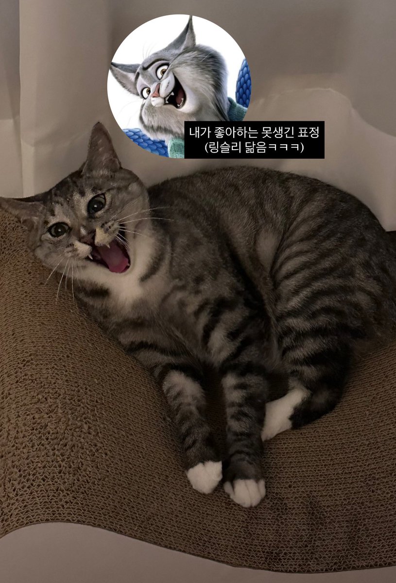 정지음 tweet media