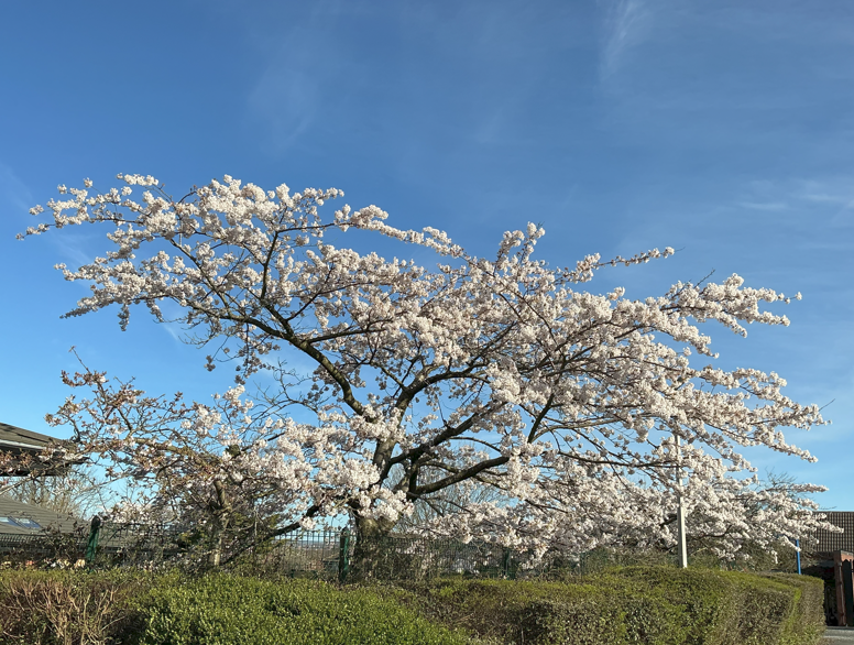 Churwell Primary tweet media