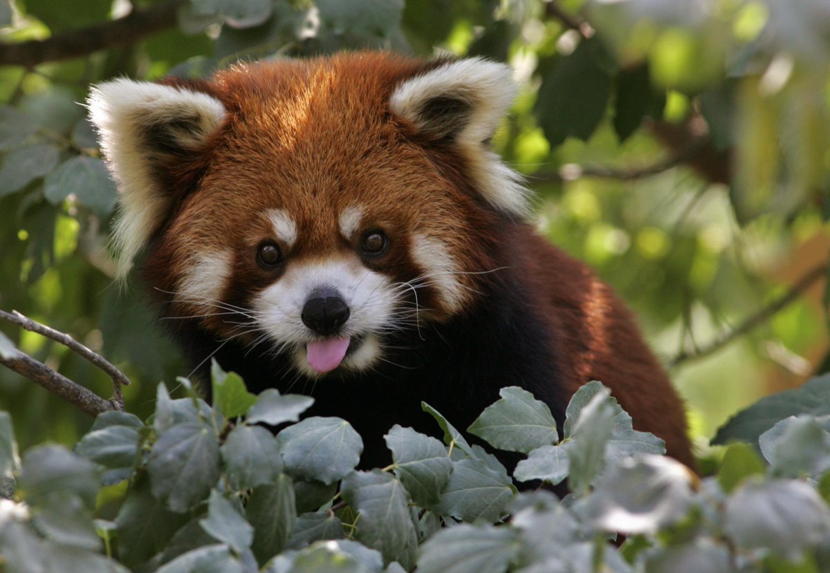 Red Panda Every Hour! tweet media