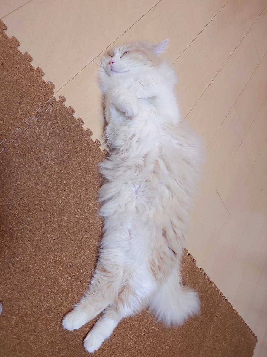 にゃあ tweet media