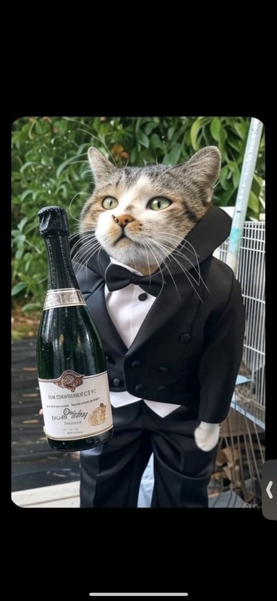 たっちぃ(全国猫カフェ巡り) tweet media