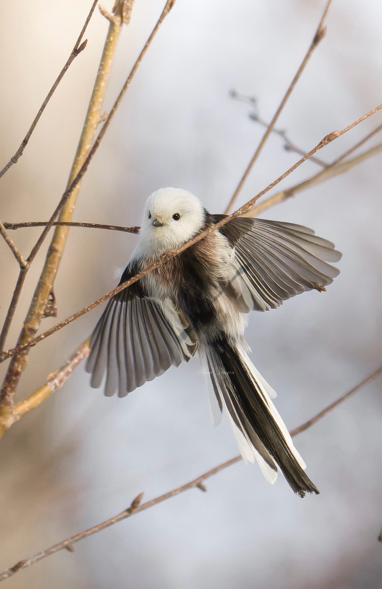 北のキャメラ@十勝でシマエナガ撮る人 tweet media